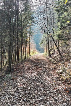 Pot Beli potok - Ohonica 2