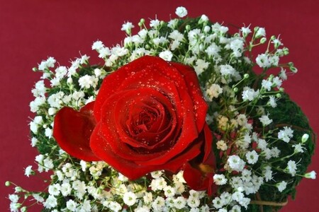 Dan žensk in materinski dan