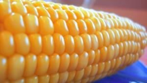 Simbolična fotografija: Koruza